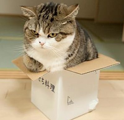 cat box 02